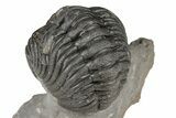 Curled Morocops Trilobite Fossil - Excellent Detail #204249-5